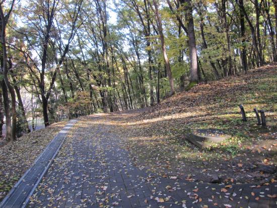 遊歩道で見た紅葉のようす