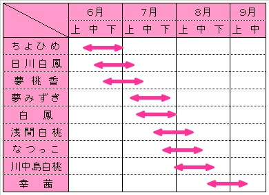 もも収穫期