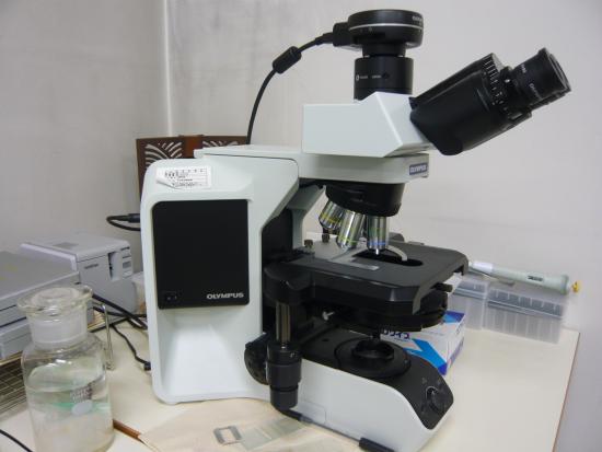 光学顕微鏡画像