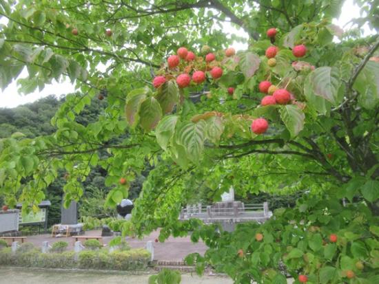 令和7年9月19日撮影の小金沢公園