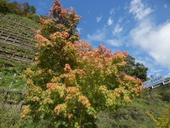 令和7年10月23日の深城ダムの紅葉1