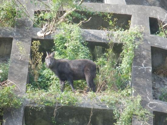 令和7年10月30日のカモシカ