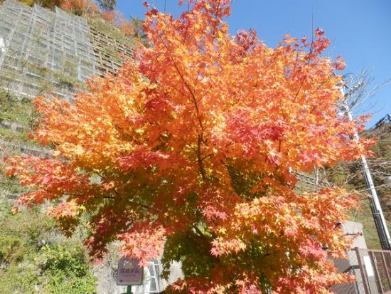 令和7年11月14日の紅葉1