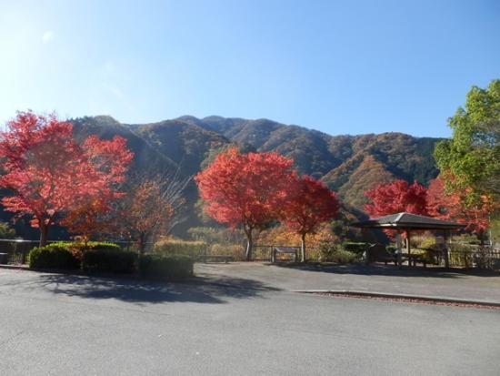 令和7年11月14日の紅葉2