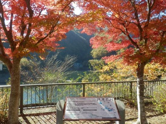 令和7年11月14日の紅葉4