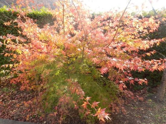 令和7年11月27日の深城ダム4