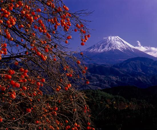 富士山賞