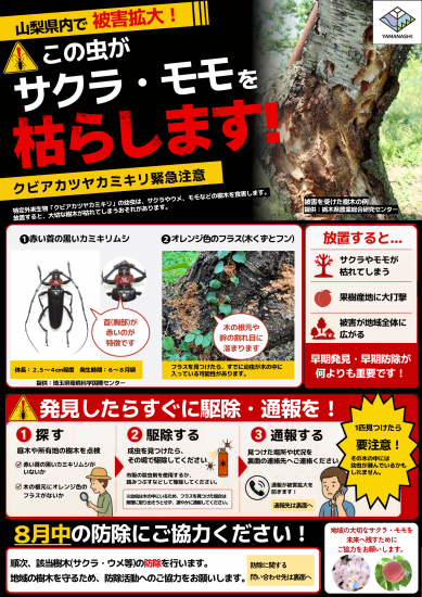 チラシ表