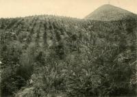 植林直後の塚本山