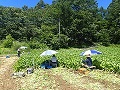 鳴沢菜の収穫の収穫風景