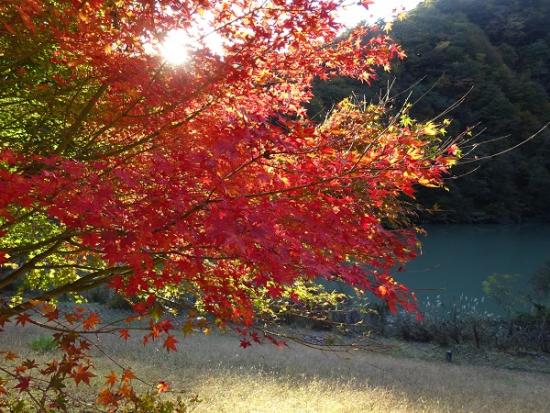 平成29年11月1日に撮影した小金沢公園2
