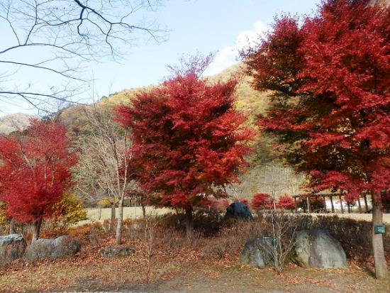 平成29年11月10日に撮影した小金沢公園