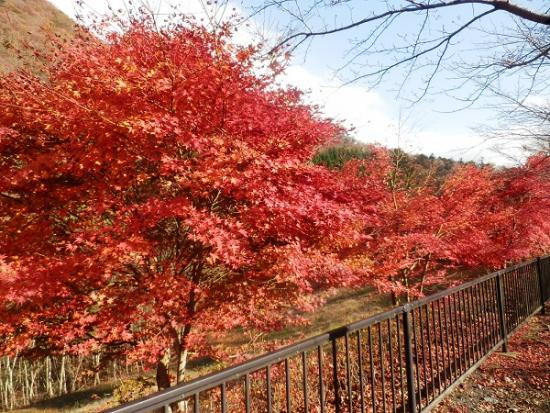 平成29年11月15日に撮影した小金沢公園