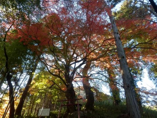 平成29年11月21日に撮影したユルギのカエデ1