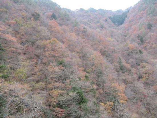 平成29年11月30日に撮影した紅葉1