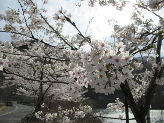 平成30年4月5日に撮影したソメイヨシノ