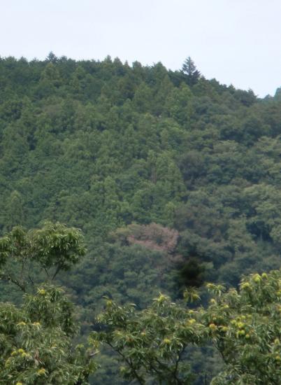 被害木遠景　8月～10月に枯死する。