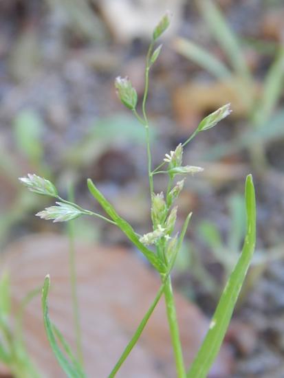 1120suzumenokatabira