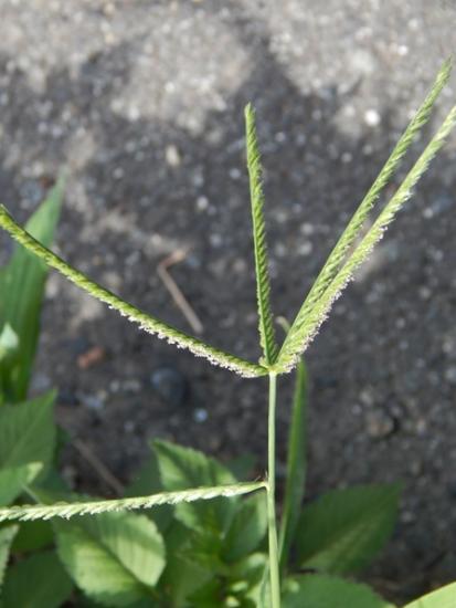 ohisiba818