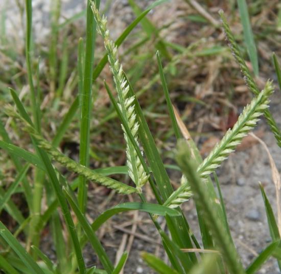 ohisiba627