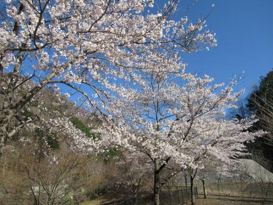平成31年4月9日に撮影した小金沢公園3