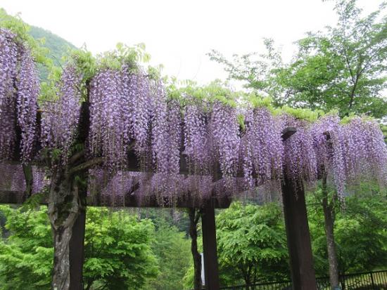 令和元年5月13日に撮影した藤1