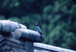 身延町ブッポウソウ繁殖地