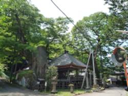根古屋神社の大ケヤキ