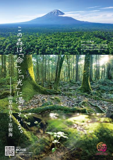 山梨県／青木ヶ原樹海