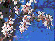 県の花 フジザクラ