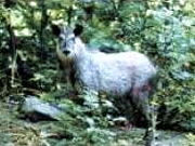 県の獣 カモシカ