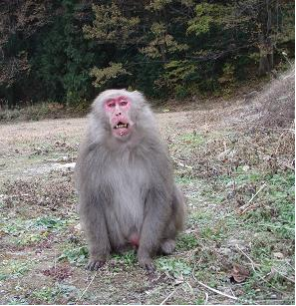 農地に出没する加害サル