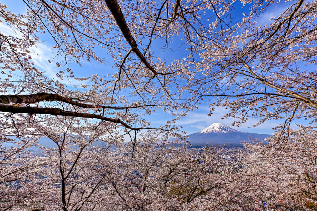 満開桜に囲まれて